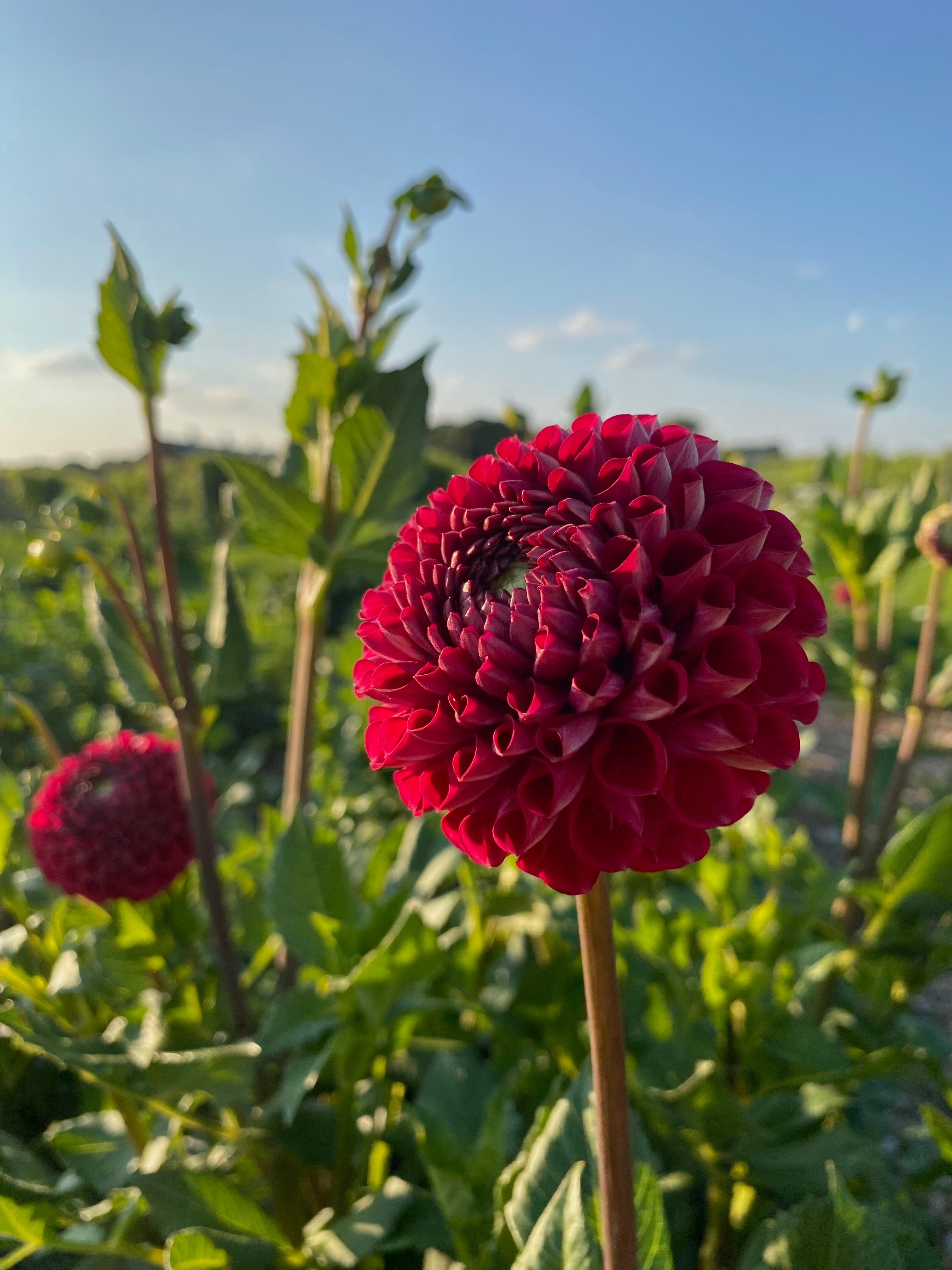 Dahlia Cornel WILD BEAN FLOWER FARM dahlia-cornel-wild-bean-flower-farm