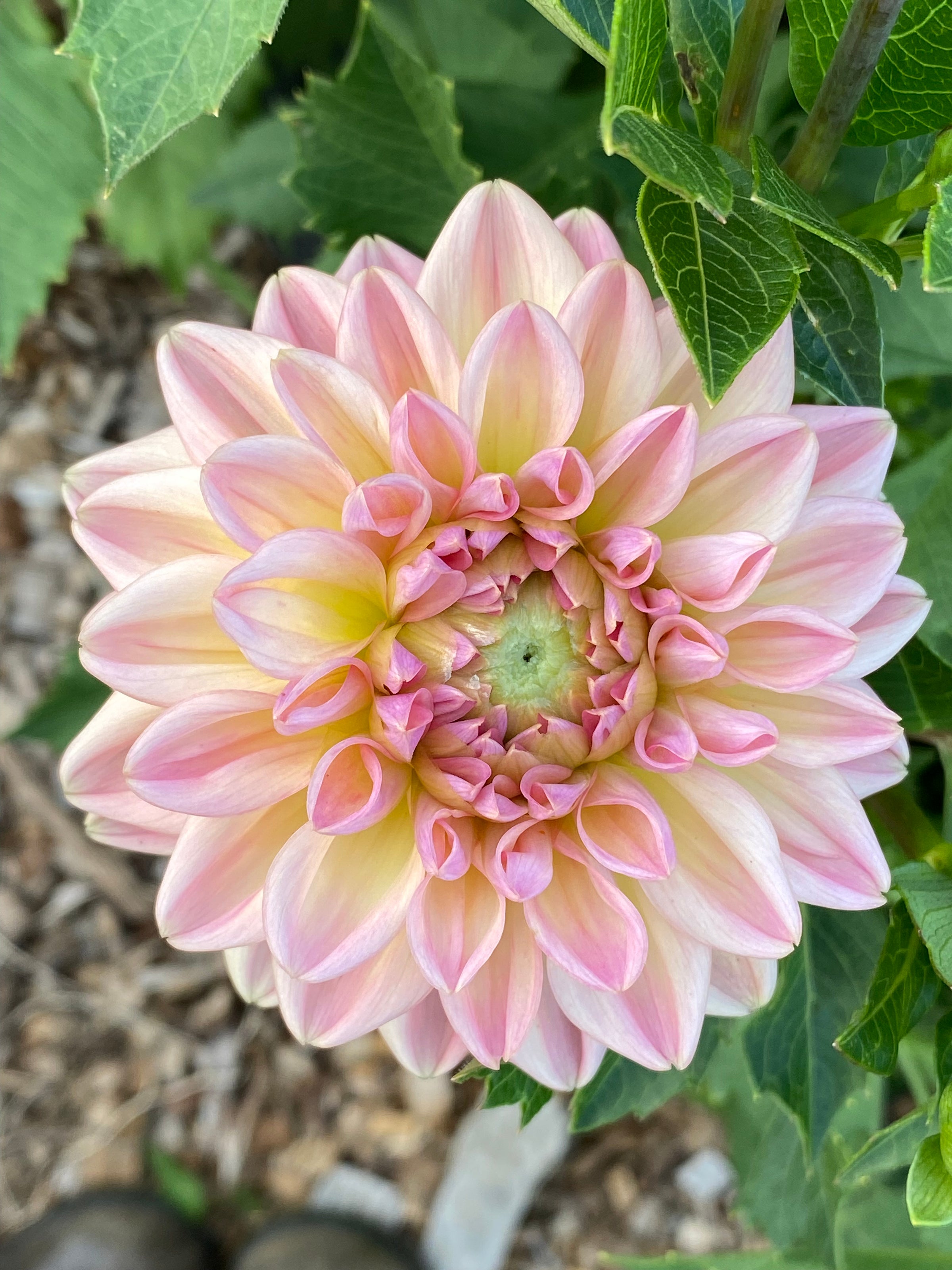 Dahlia 'Larks Ebbe' | WILD BEAN FLOWER FARM