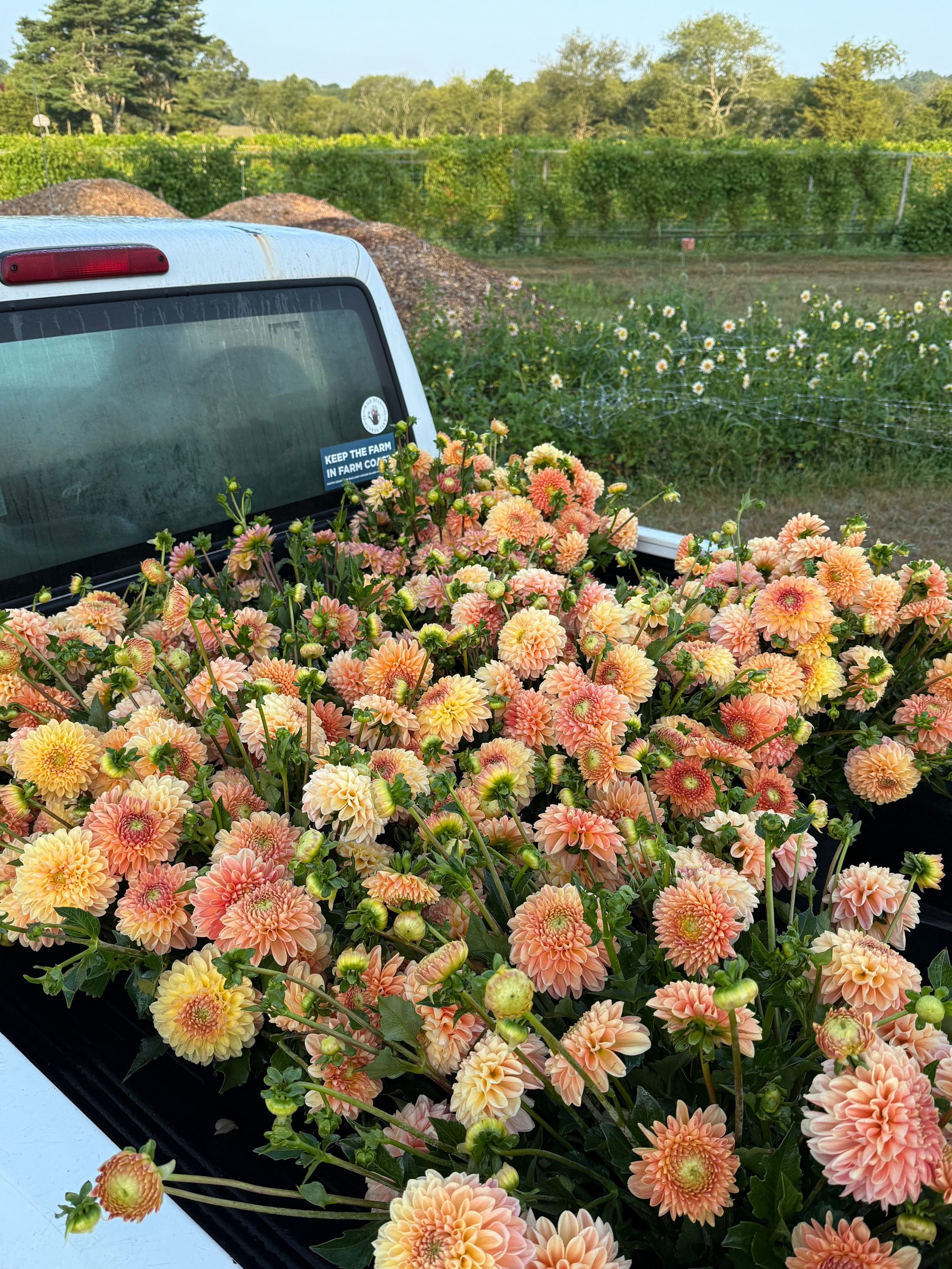 Dahlia 'Crichton Honey' | WILD BEAN FLOWER FARM