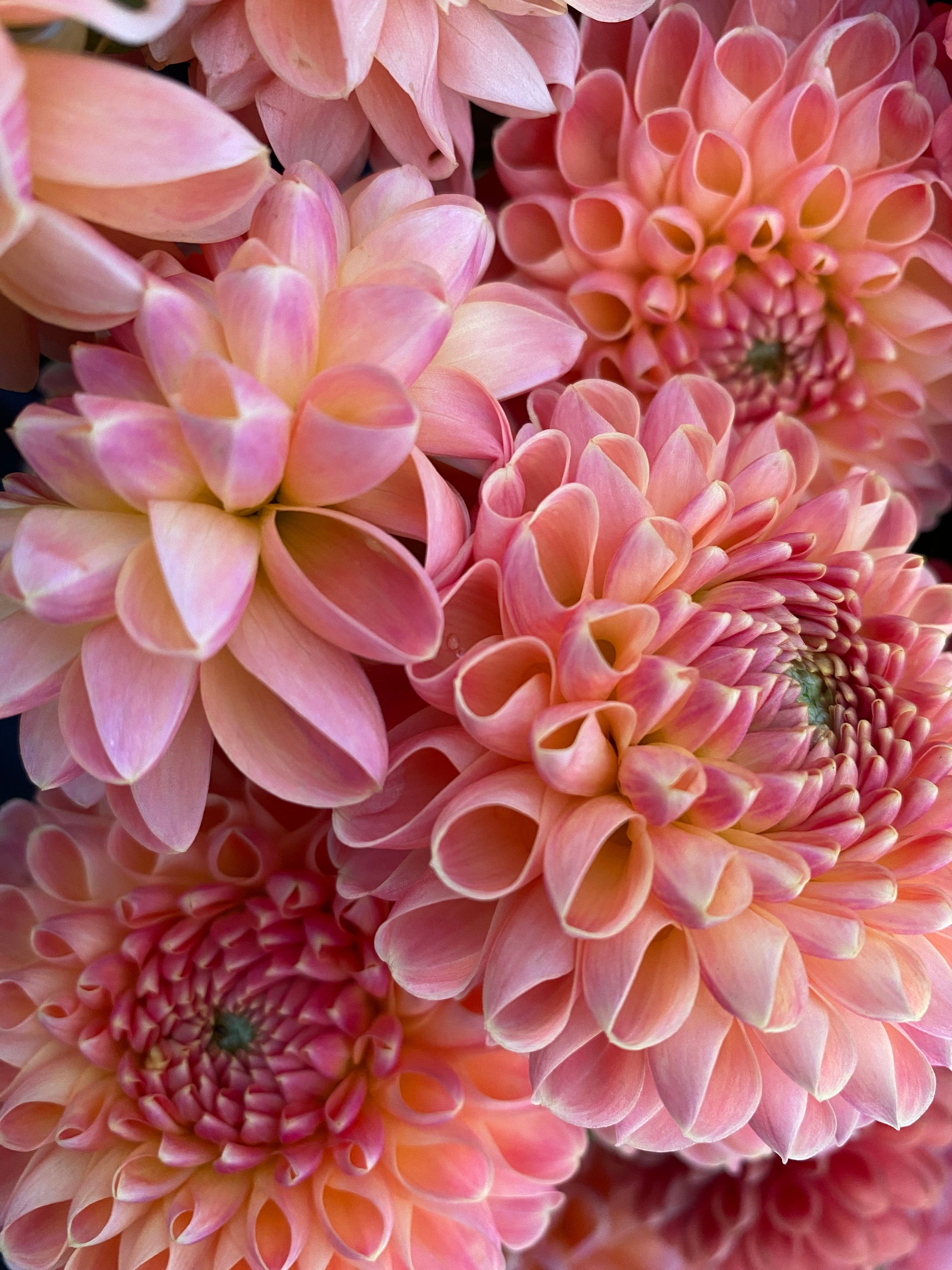 Crichton Honey (3) WILD BEAN FLOWER FARM