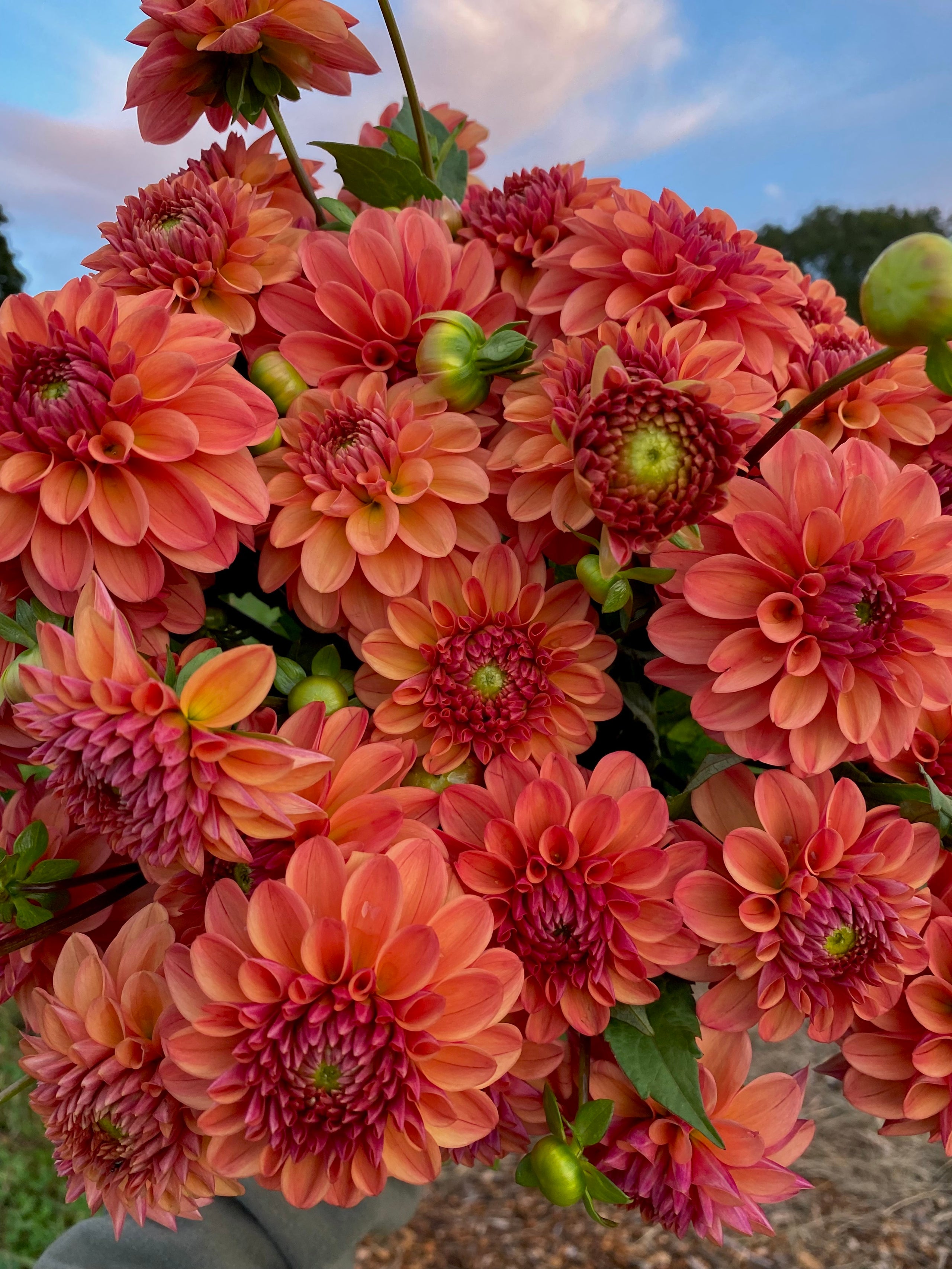 Ice Tea (3) WILD BEAN FLOWER FARM